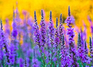 《师父》团队新游《开球》临近发售官宣不支持跨平台 预购玩家很不满